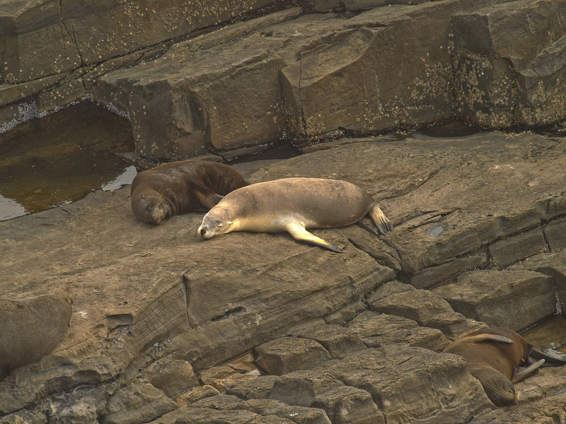 Kangaroo Island, Fur Seal, Sea Lion